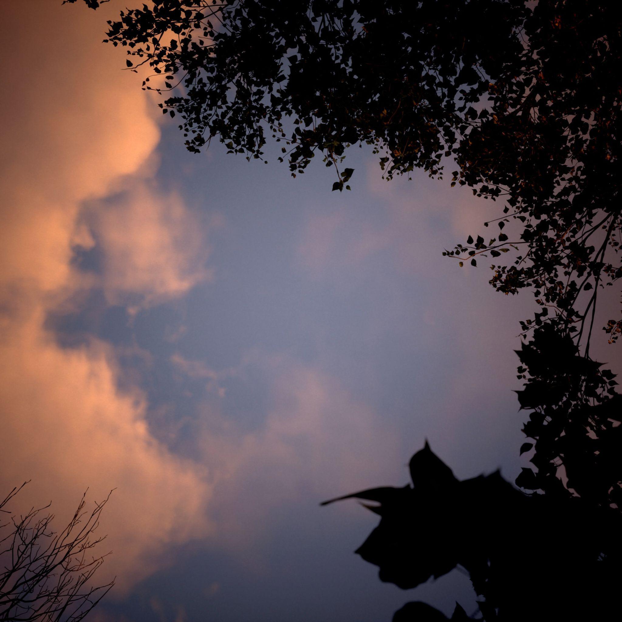 The Sun artwork — silhouetted leaves against a twilight sky